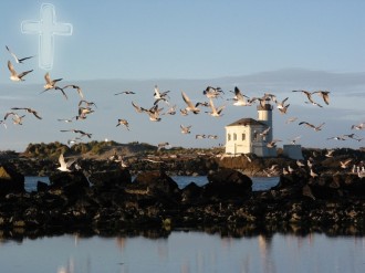 Flock of Seagulls in Flight