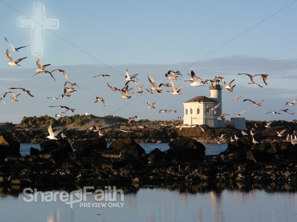 Flock of Seagulls in Flight