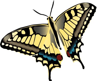 Brightly Patterned Butterfly