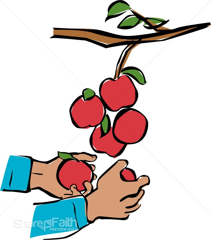 Hands Harvesting Apples