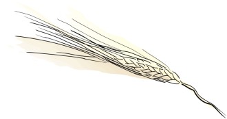 Single Wheat Stalk