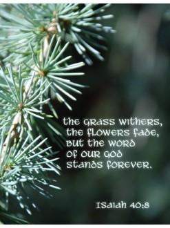 Pine Needles with Isaiah Verse