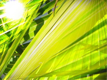 The Triumphal Entry