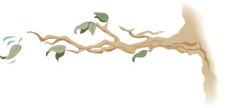 Tree Branch with Falling Leaf