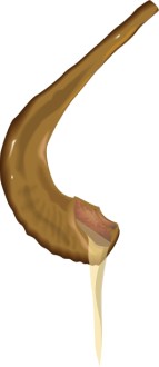 Horn of Anointing Oil