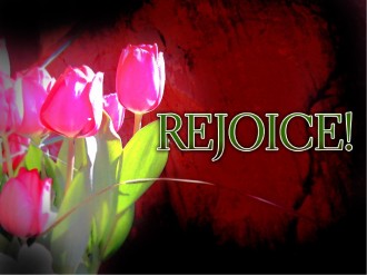 Rejoice with Pink Tulips