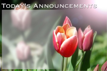 Beauty of God with Tulips