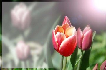 Beauty of God with Tulips
