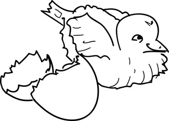 Newly Hatched Bird