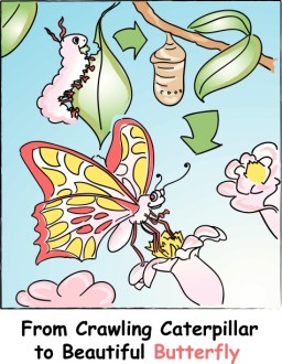 Cute Caterpillar to Colorful Butterly