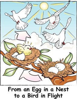 Eggs in the Nest to Flying Birds