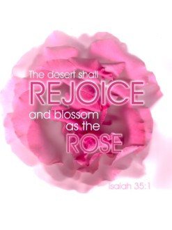 Rose with Rejoice and Isaiah Verse