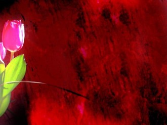 Pink Rose on Red Photo Background