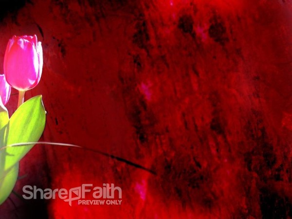Pink Rose on Red Photo Background
