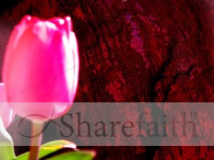 Bright Pink Rose Photo