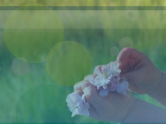 Baby Hands and Cherry Blossoms Photo