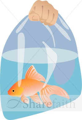 Goldfish in a Bag