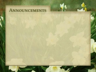 Tulips and Announcements Background