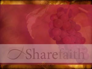 Grape Harvest Background Slide