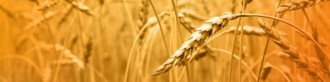 Wheat Email Banner