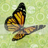 Butterfly Email Image