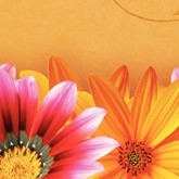 Mothers Day Daisies Email Image
