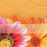 Mothers Day Daisies Email Image