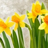 Spring Daffodils Email Image
