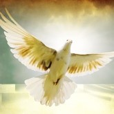 Pentecost Dove Email Image