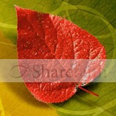 Single Autumn Leaf Email Image