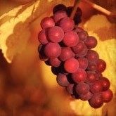 Ripe Grapes on the Vine Email Image