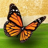 Monarch Butterfly Email Image