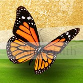 Monarch Butterfly Email Image