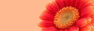 Happy Mothers Day Email Banner Image
