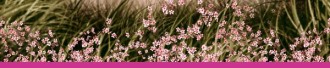 Happy Mothers Day Flower Email Footer