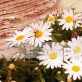 Mothers Day Daisy Email Image