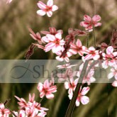 Flowers Mothers Day Email Graphics