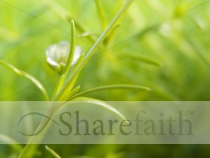 Backgrounds for Worship