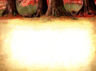 Pictures of Trees Worship Background