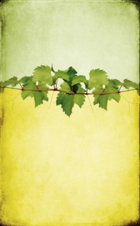 The Vine Bulletin Cover