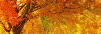 Fall Website Banner