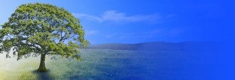 Tree Website Banner