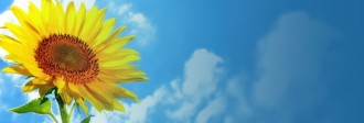 Sunflower Website Banner