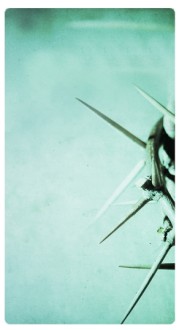 Thorns Banner Widget