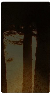 Trees Banner Widget