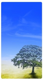 Tree Banner Widget