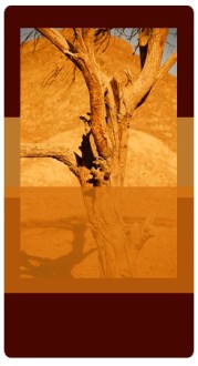 Desert Tree Banner Widget