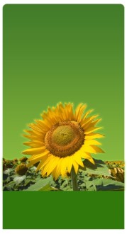 Sunflowers Banner Widget