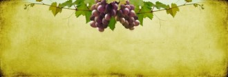  Vine Website Banner