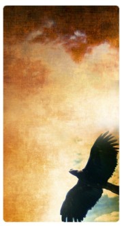 Hawk Banner Widget